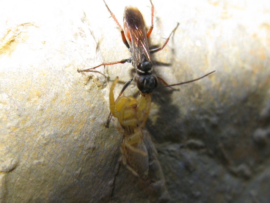 Pompilidae con preda: giovane maschio di Marpissa pomatia